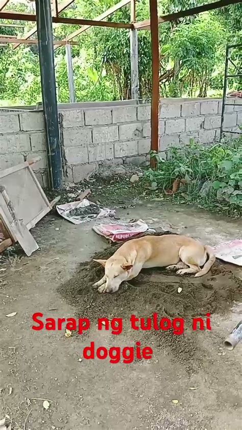 pilit pinipigil umungol sa sarap ng doggie|Pinay scandal grabe ang ungol sa sarap nang dogstyle .